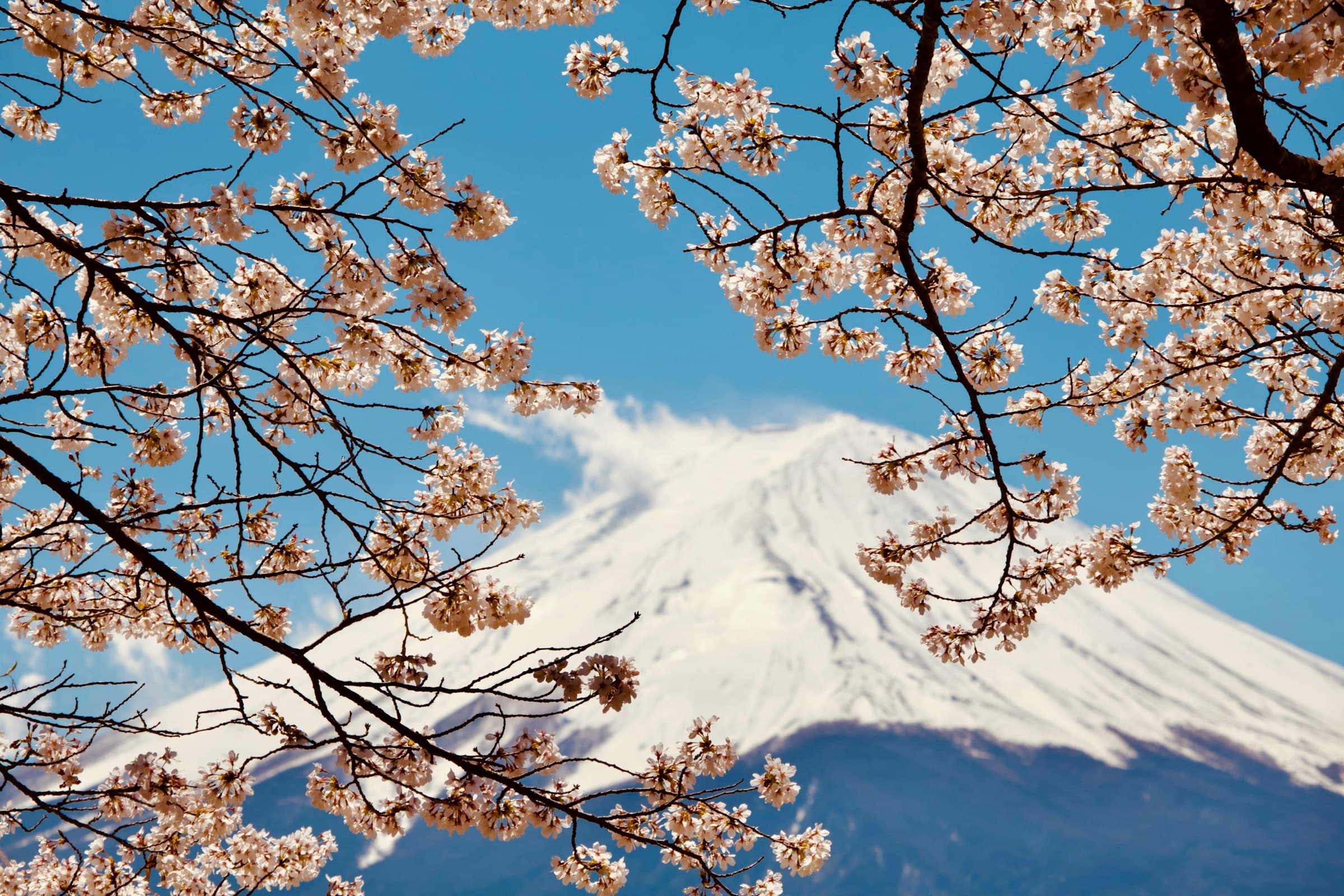 Cherry blossoms framing Mount Fuji across the lake in Japan